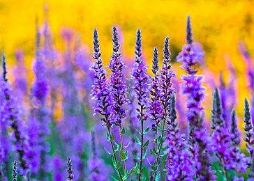 HD530核显即可畅玩 《暗黑破坏神：不朽》公布配置需求